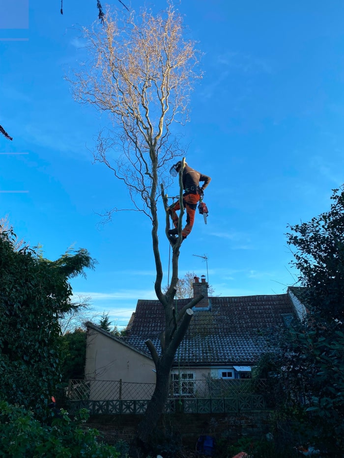 Tendring Tree Surgery - Ben Worden